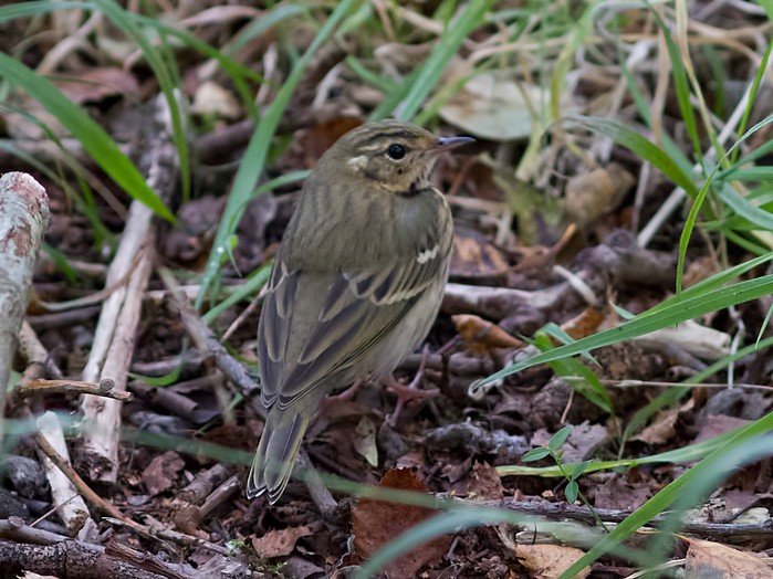 Olive-backed Pipit