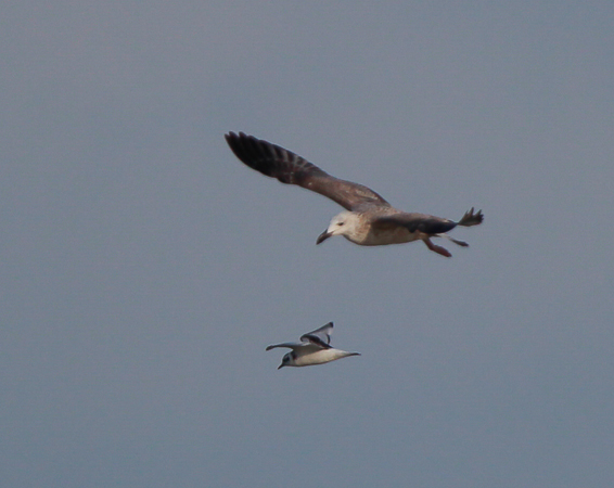 Caspian Gull