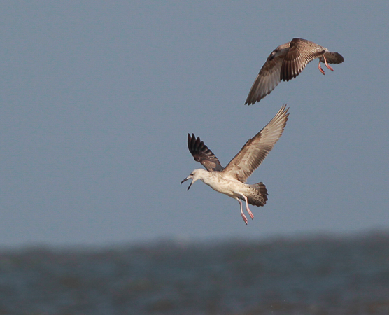 Caspian Gull