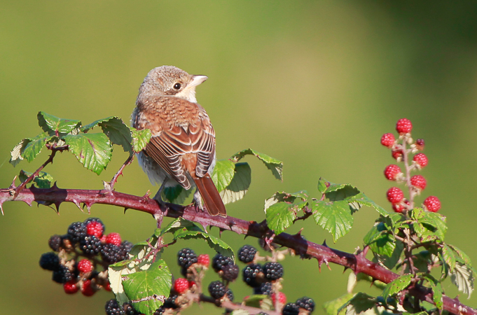 Red-backed Shrike