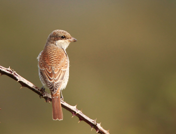 Red-backed Shrike
