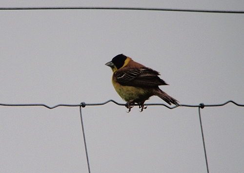Black-headed Bunting