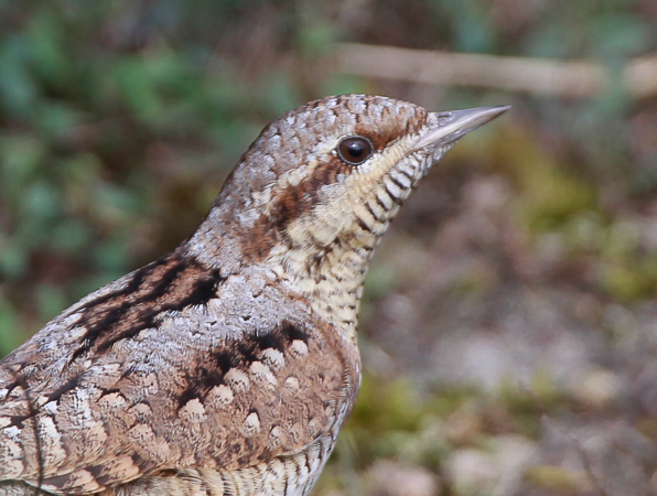 Wryneck