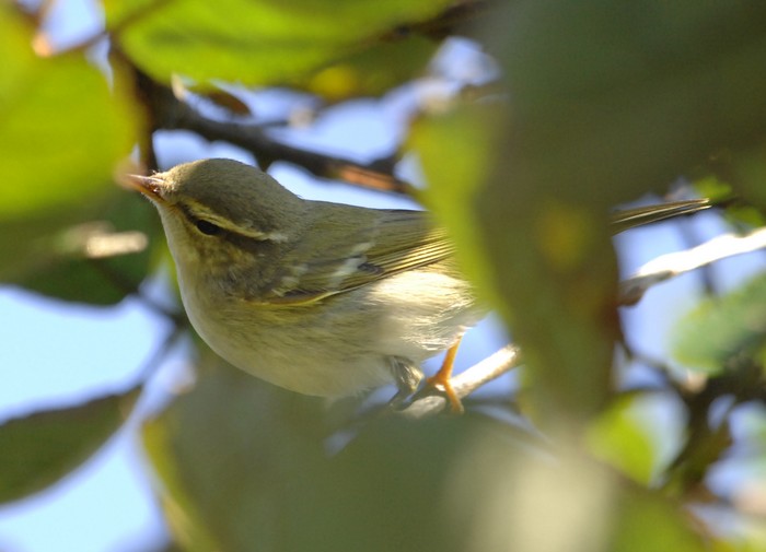 Arctic Warbler