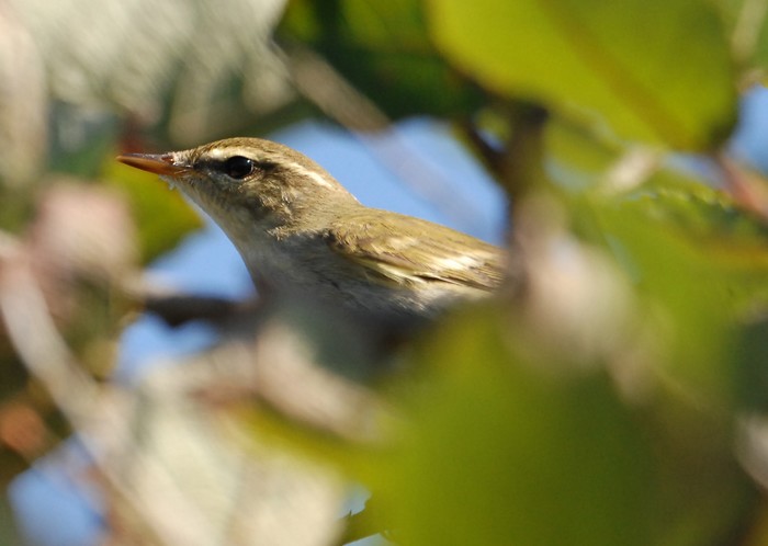 Arctic Warbler
