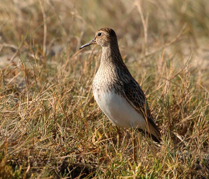 Pectoral Sandpiper