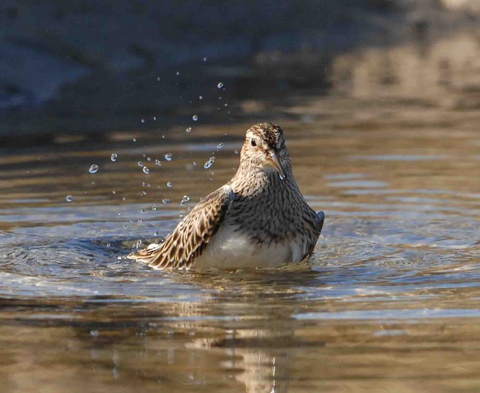 Pectoral Sandpiper