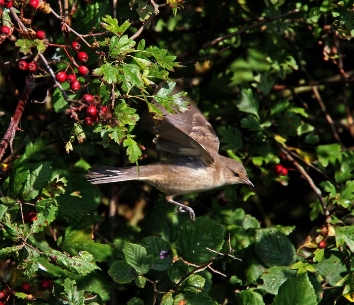 Barred Warbler
