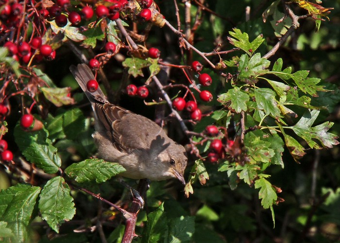 Barred Warbler