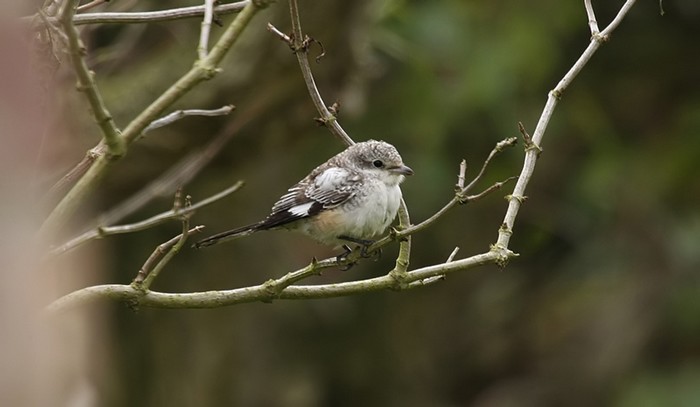 Masked Shrike