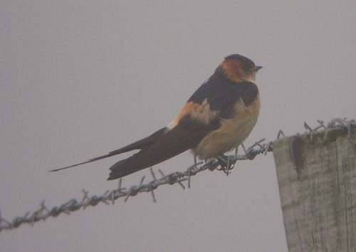 Red-rumped Swallow