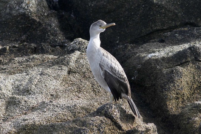 Shag