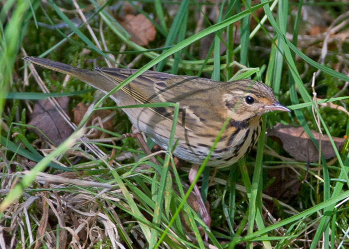 Olive-backed Pipit