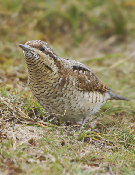 Wryneck