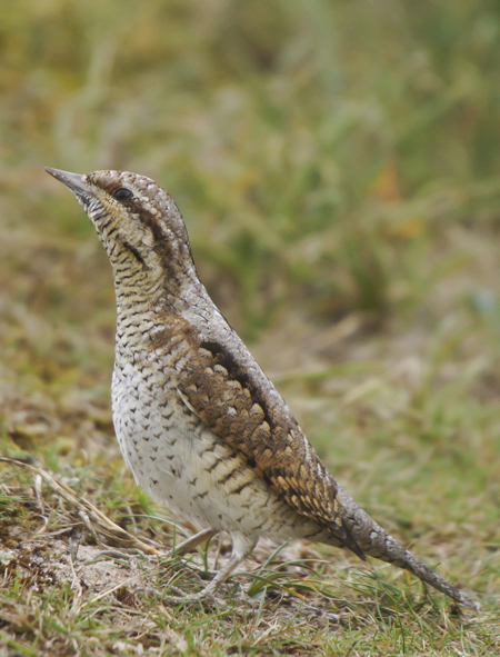 Wryneck