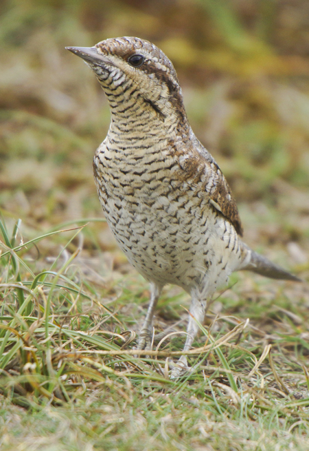 Wryneck