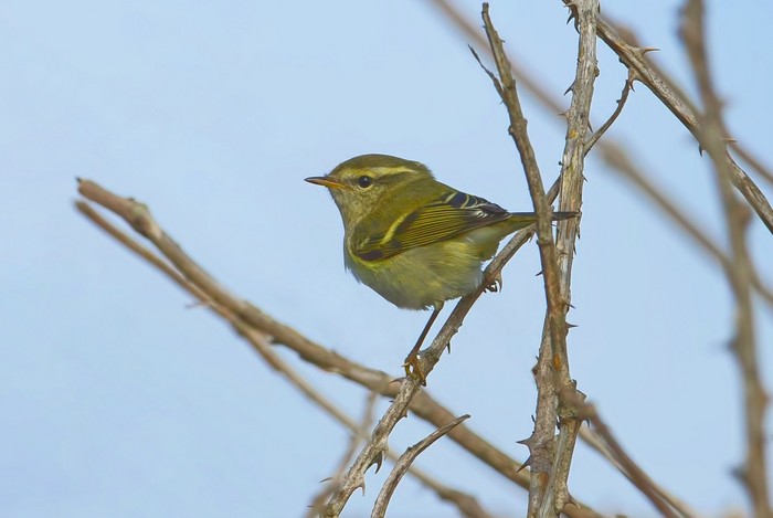 Yellow-browed Warbler