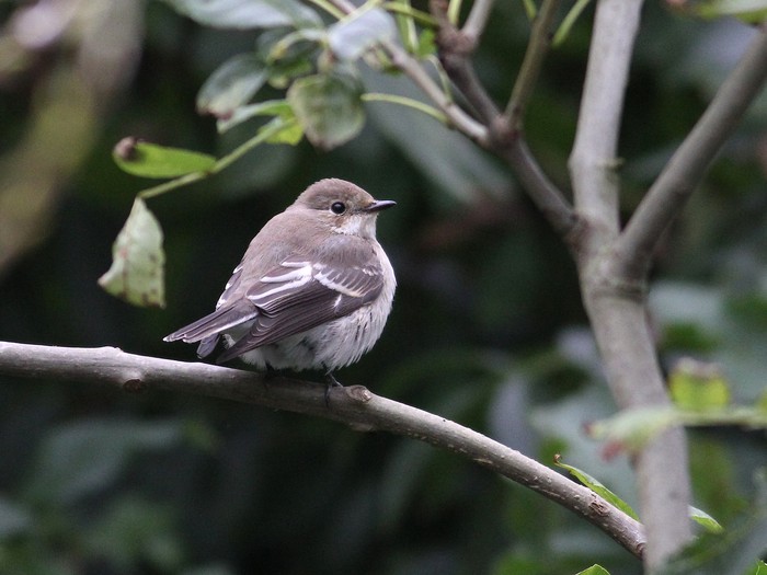 Pied Flycatcher