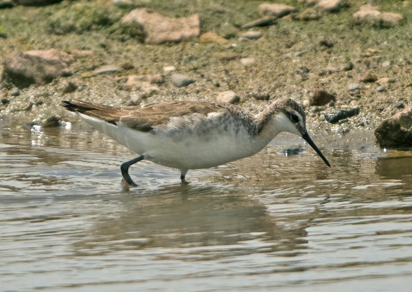 Wilson's Phalarope