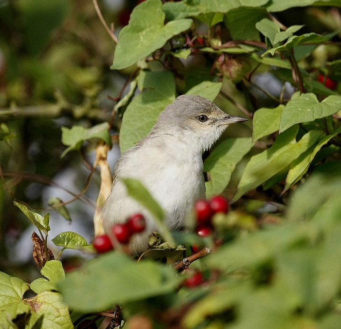 Barred Warbler