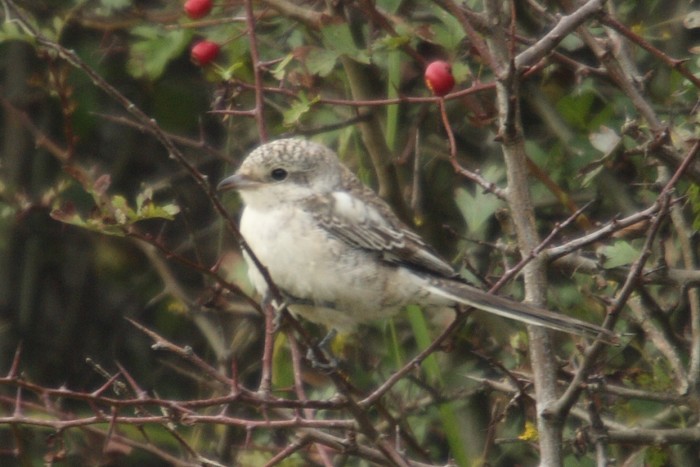 Masked Shrike