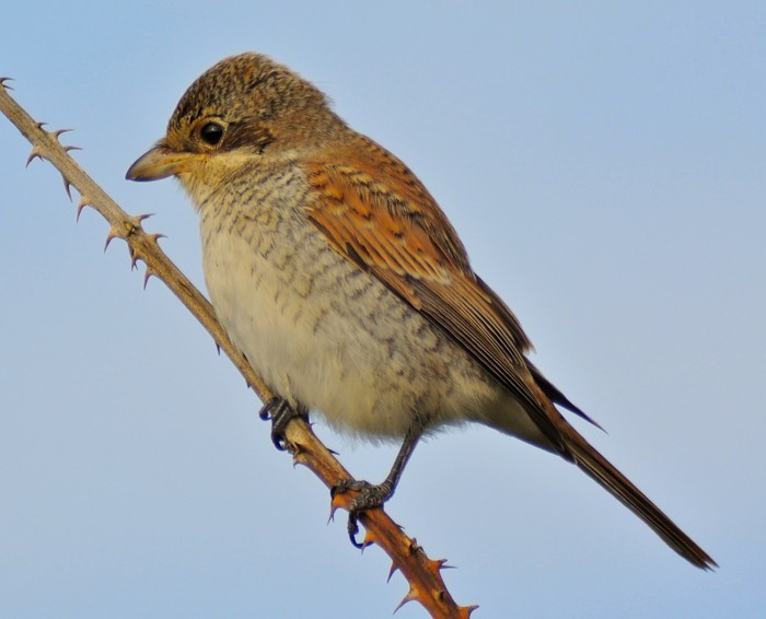 Red-backed Shrike