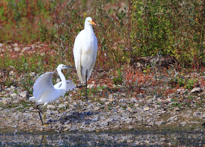 Great White Egret