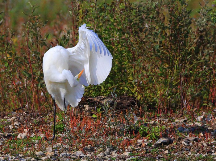 Great White Egret