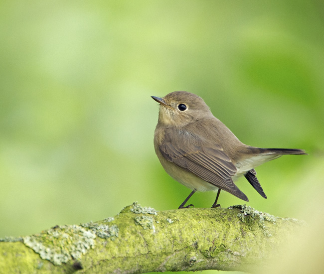 Red-breasted Flycatcher