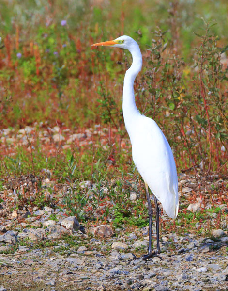 Great White Egret