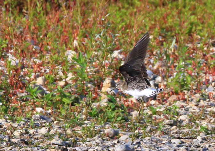 Green Sandpiper