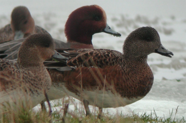 American Wigeon