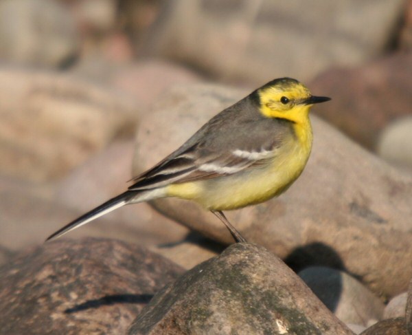 Citrine Wagtail