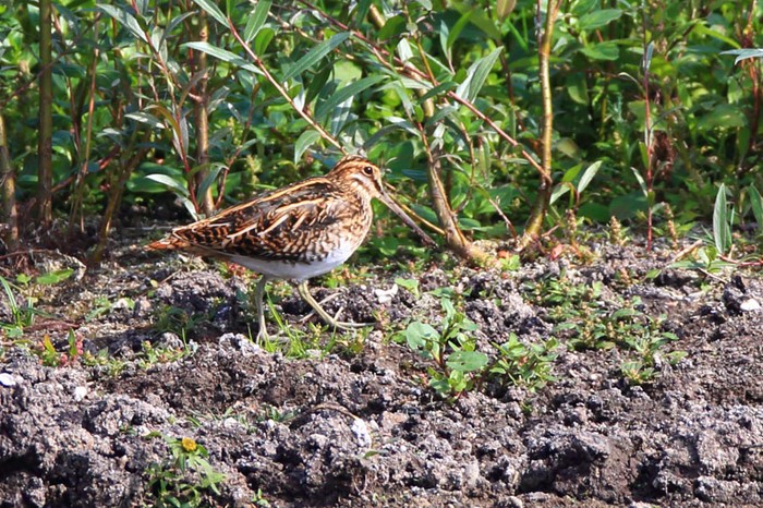 Snipe