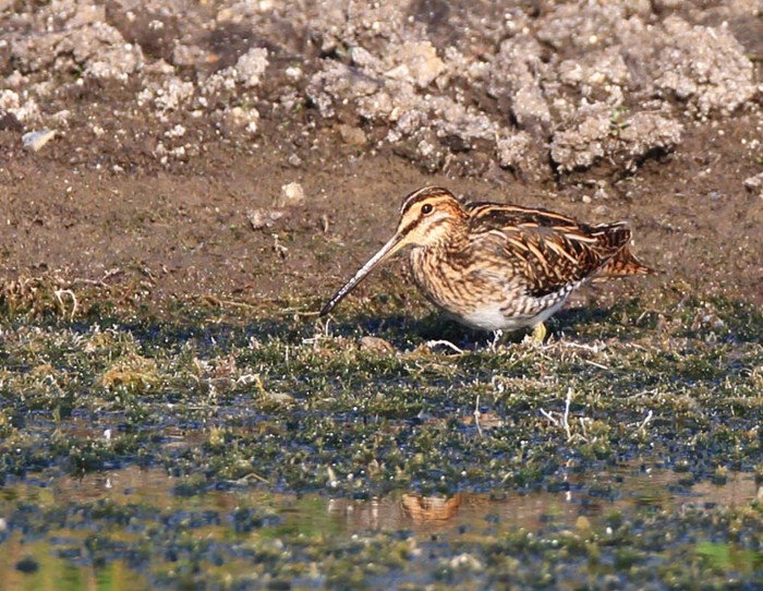 Snipe