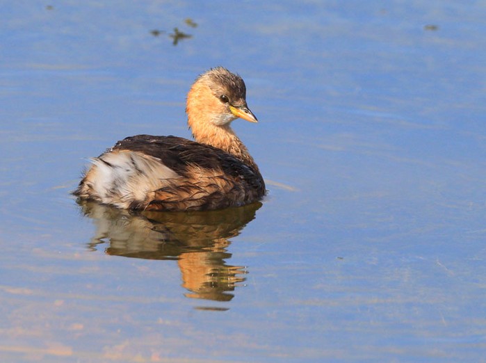 Little Grebe