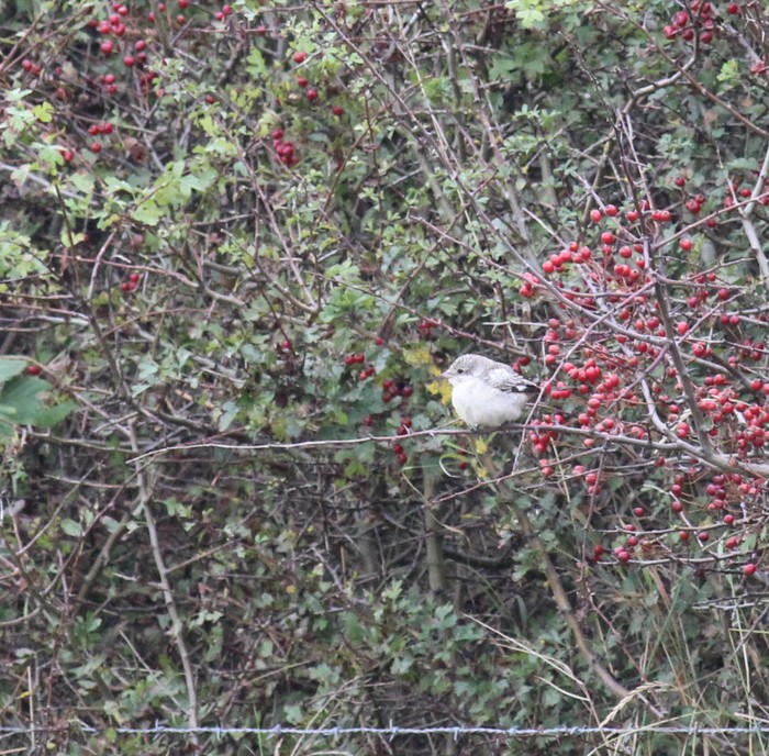 Masked Shrike