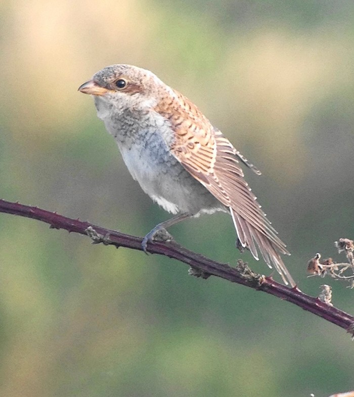 Red-backed Shrike