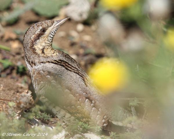 Wryneck