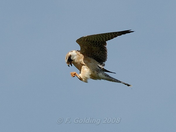 Red-footed Falcon