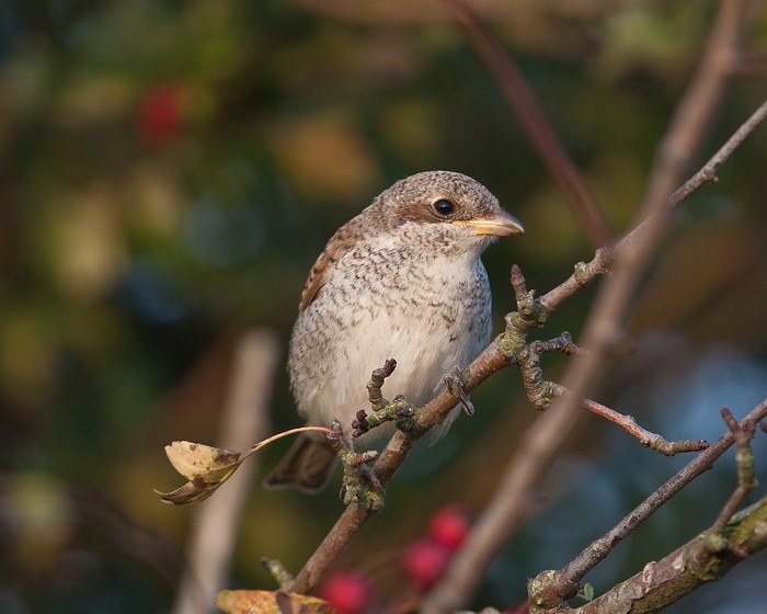 Red-backed Shrike