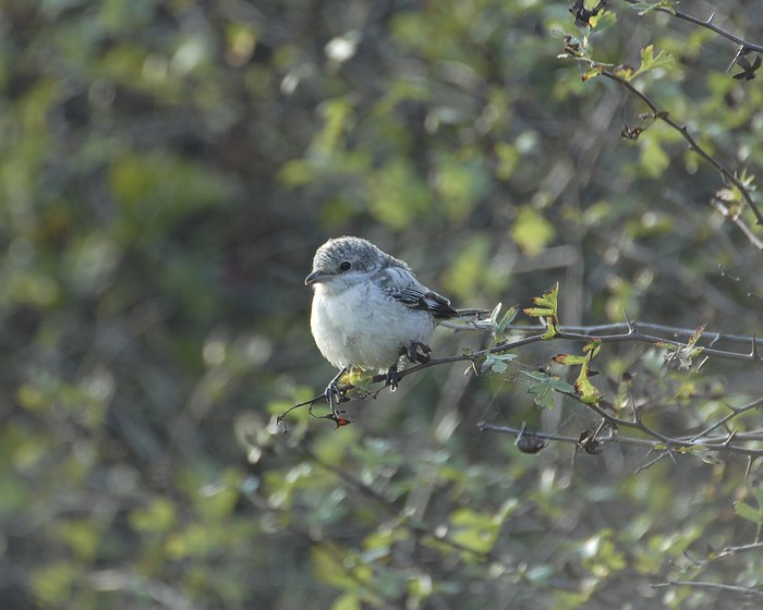Masked Shrike