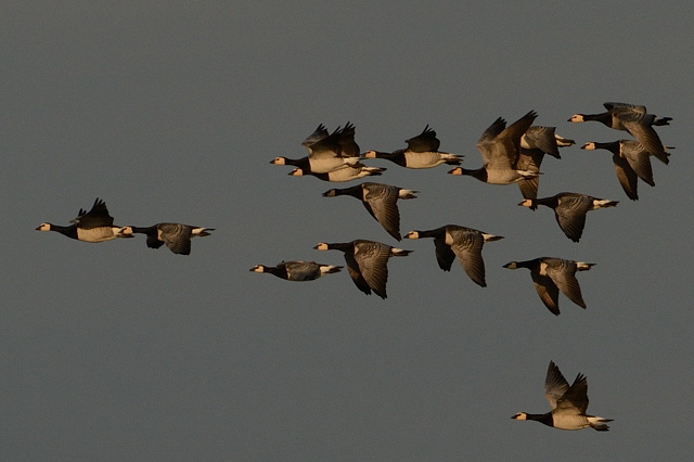 Barnacle Goose