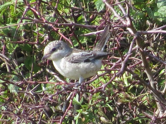 Masked Shrike