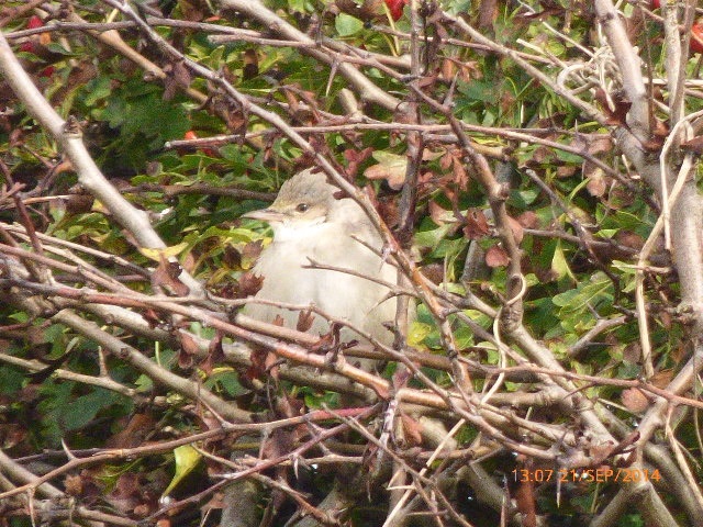 Barred Warbler