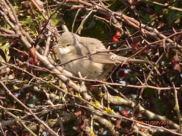 Barred Warbler