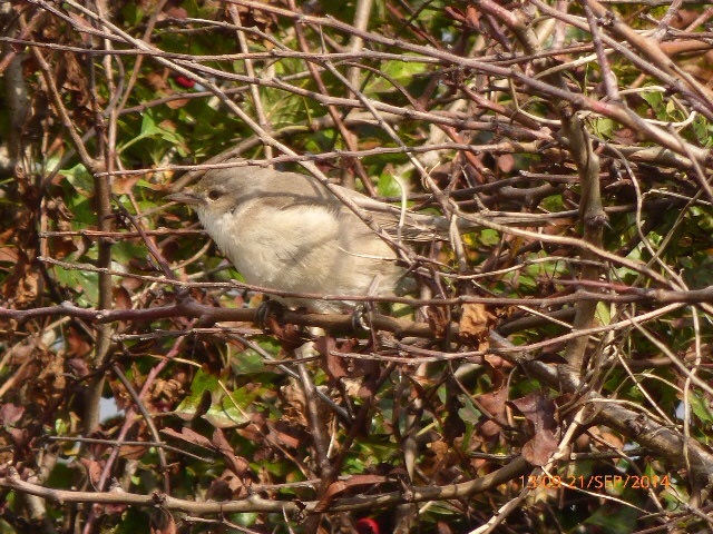 Barred Warbler