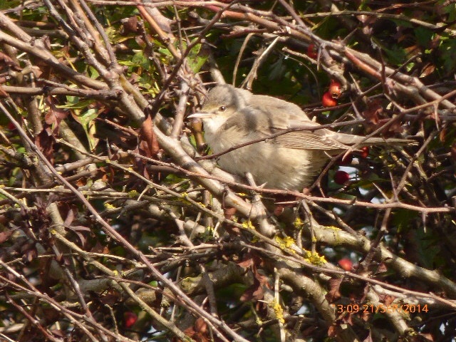 Barred Warbler