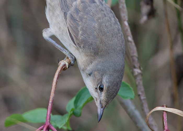 Barred Warbler