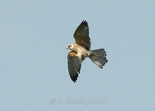 Red-footed Falcon